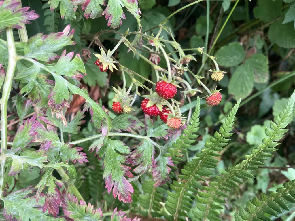 Up close of wild strawberries.