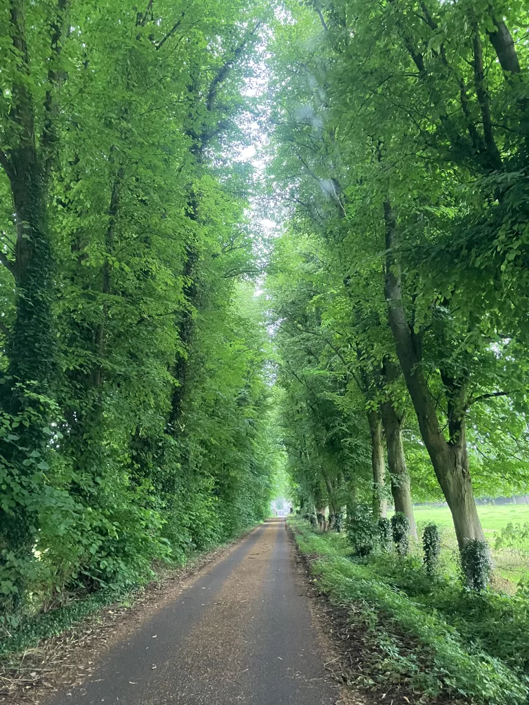 Green trees lining a drive in Ireland.